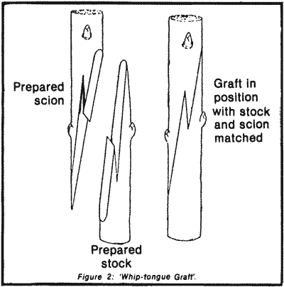 Fig. 2 'Whip-tongue Graft'