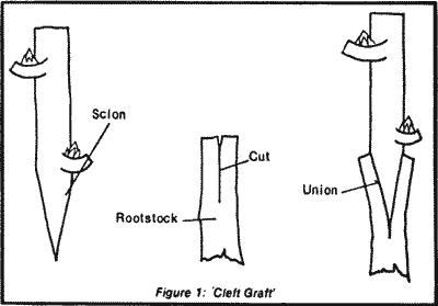 Fig. 1 'Cleft Graft'