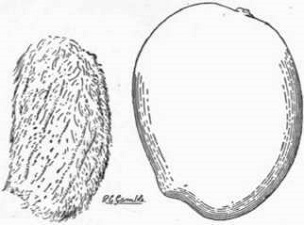Fig. 17. Amini mango. (X about 1/2)