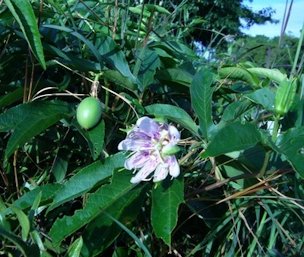 Maypop, Passiflora incarnata