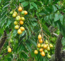 Ashanti plum, Yellow mombin