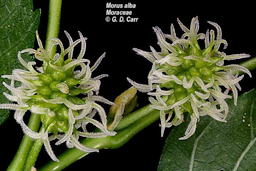 The photo shows a tight cluster of small green female flowers, with two brush-like stigmas on each pistil.