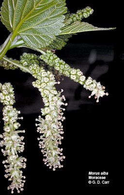 The pendulous spike-like male inflorescences in the second photo are called catkins or aments. Note the small flowers with 4 greenish perianth segments, each with an opposite stamens