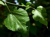 Morus alba L., white mulberry. Leaves are variable in shape, typically shiny on the top and hairless on the bottom, except on the veins.