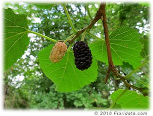 The purple mulberry is ripe and ready to eat, the white one will be ready in a week or two.