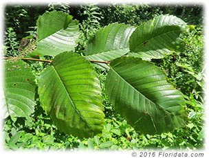 The red mulberry tree has leaves with pointed tips, slightly heart shaped bases and toothed margins. Most tree have at least a few tri-lobed or mitten shaped leaves as well.