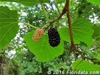 A ripe purple mulberry is ready to pick, while the immature fruit has a week or so before it's ready to eat..