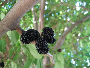 Morus alba L. fruit
