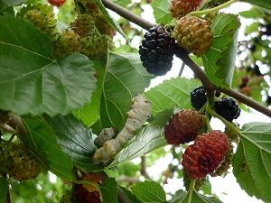 Silkworm. Mulberry tree