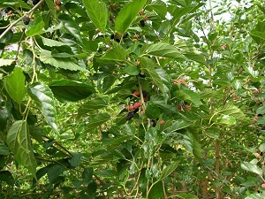Mulberry tree with fruit
