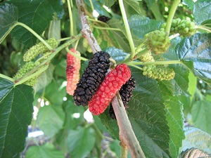 Mulberry hybrid Morus alba x morus rubra