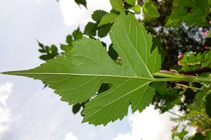 Morus alba underside of leaf