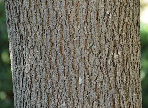 White mulberry trunk