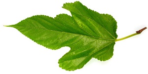 White mulberry leaf