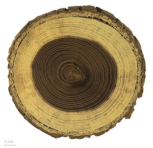 Morus alba, white mulberry wood. Muséum de Toulouse, Toulouse, France. - MHNT