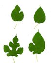 Scans of various leaf shapes of Morus alba