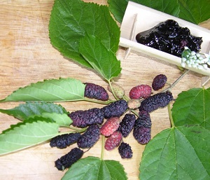 Red mulberries