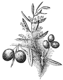 Olive illustration