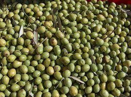 Olives for oil. Cultivar Bosana, Sardinia, Italy
