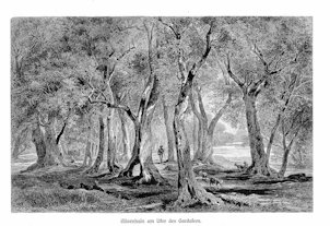 Olivenhain am Ufer des Gardalees