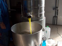 Oil olive extraction: oil separated by a vertical centrifuge. Sardinia, Italy