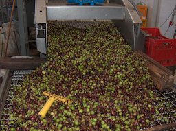 Oil olive extraction: olive fruits after the washing. Sardinia, Italy.