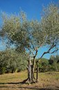 Olivenbäume in der Toskana, Olea europaea. Olive tree in Tuscany.