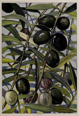 Olives, illustration from The Encyclopedia of Food by Artemas Ward