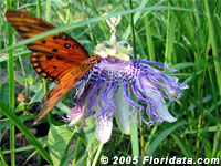 Gulf Fritillary Butterfly on a Maypop Blossom