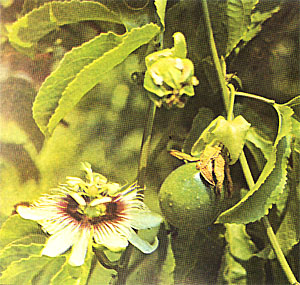 YELLOW PASSIONFRUIT, Passiflora edulis var. flavicarpa