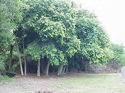 Cluster of Java Plum Trees