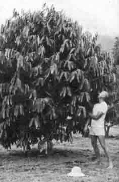Don inspecting the posh-té tree, 12 months before cyclone "Joy", December 1989.