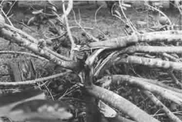 The posh-té tree after cyclone "Joy", 24.12.1990