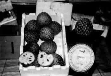 Box of large Posh Te fruits Nov. 1999.