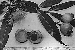 Fig. 103: The rose apple (Syzygium jambos)