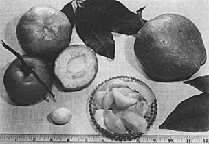 The common white sapote (Casimiroa edulis) (left) and the woolly-leaved white sapote, often called C. tetrameria (right).