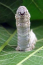 Silkworm Bombyx mori L