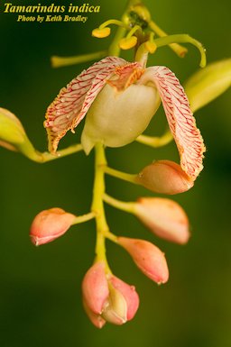 Tamarindus indica L.