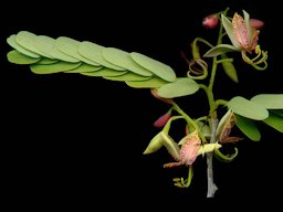 Tamarindus indica flower, Eyasi, Tanzania