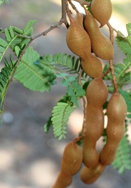 Tamarindus indica L. fruit