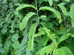 Amli leaves. Leaves paripinnate up to 15 cm long, rachis slender, channeled, leaflets 10-20 pairs, subsessile, oblong.