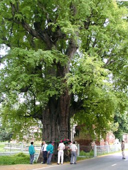 Giant tree of Tamarind Tamarindaus indica in Ayutaya, Thailand,