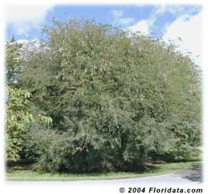 The tamarind is a tender tree for the tropics and sub-tropics. You can visit this individual at the Fruit and Spice Park in Miami, Florida.