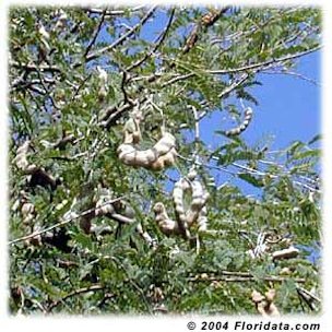 Tamarind pods contain a treasure of tasty pulp that is used in cooking and herbal medicine.