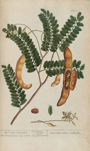 Tamarindus indica occidentalise