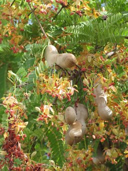 Tamarindus indica (Tamarind). Leaves flowers and seedpods, Waiehu, Maui, Hawai'i.