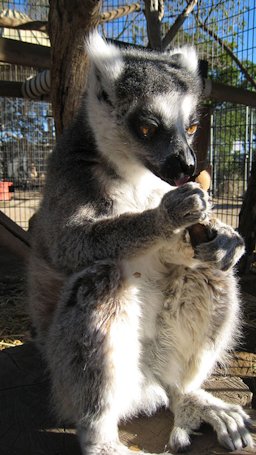 Ring-tailed lemur eating tamarind fruit, taken at America's Teaching Zoo at Moorpark College