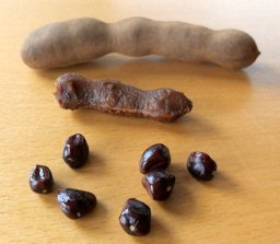 Tamarind: pod, pulp and seeds
