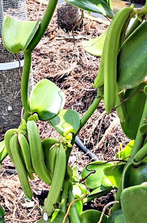 Developing vanilla orchid fruit pods (“beans”) in the UF|IFAS TREC Bassil Lab & shadehouse.