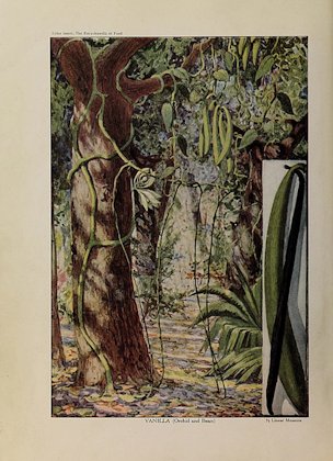 Vanilla, orchid and bean, first color illustration in The Encyclopedia of Food